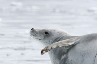 Crabeater Seal