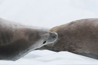 Crabeater Seal