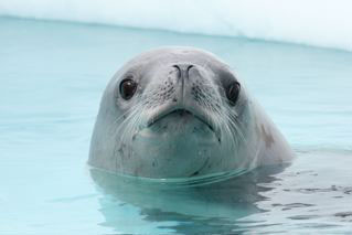 Crabeater Seal 