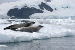 Crabeater Seal