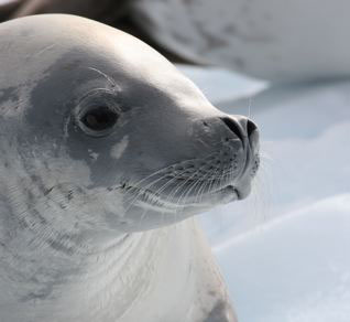 Crabeater Seal