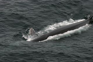 Fin Whale