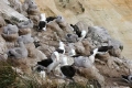 Black-browed Albatross