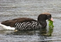 Kelp Goose