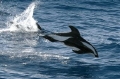 Hourglass Dolphin