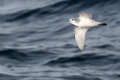 Antarctic Prion