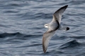 Antarctic Prion