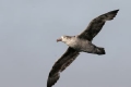 Northern Giant Petrel