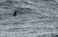 Diving Petrel