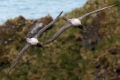  Light-mantled Albatrosses