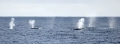 Fin Whales