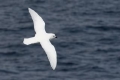 Snow Petrel