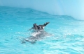 Leopard Seal - Gentoo Penguin