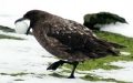 Skua