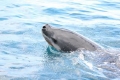 Leopard Seal