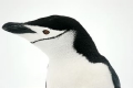 Chinstrap Penguin