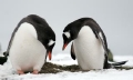 Gentoo Penguin