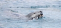 Leopard Seal