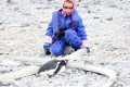 Gentoo Penguin