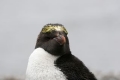 Macaroni Penguin