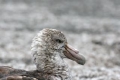 Southern Giant Petrel