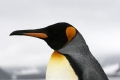 King Penguin