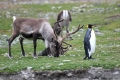 King Penguin