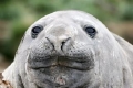 Southern Elephant Seal