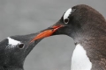 Gentoo Penguin