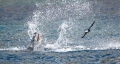 Leopard Seal - Wilson's Storm-Petrel 