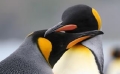 King Penguin