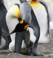 King Penguin