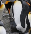 King Penguin