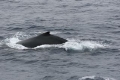 Humpback Whale