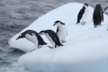 Chinstraps and Gentoo Penguin