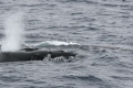 Humpback & Southern Right Whale