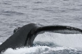 Humpback Whale