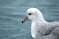 Southern Fulmar