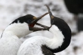 Blue-eyed Shag