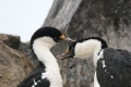 Blue-eyed Shag