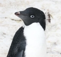 Adelie Penguin