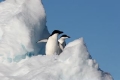 Adelie Penguin