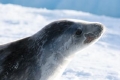 Crabeater Seal 