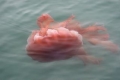 Antarctic jelly