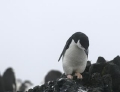 Chinstrap Penguin