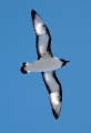 Cape Petrel