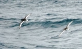 Antarctic Petrels