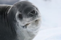 Leopard Seal