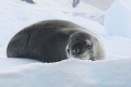 Leopard Seal