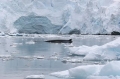 Antarctic Minke Whale